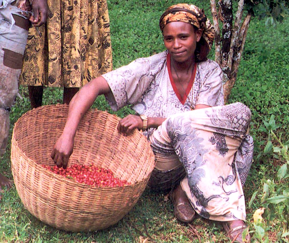 récolte du café en Éthiopie