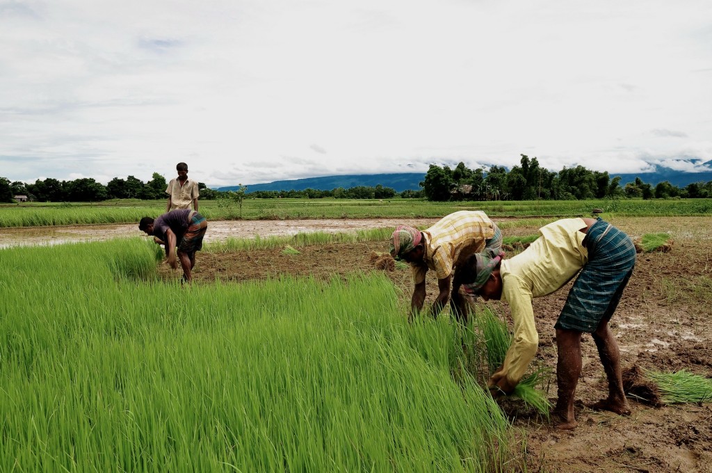 Agriculture Humanitaire au Bangladesh